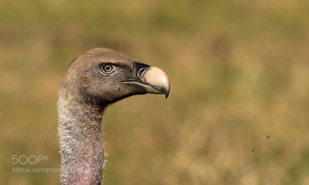 Nikon D5 sample photo. Rupell's griffon vulture photography