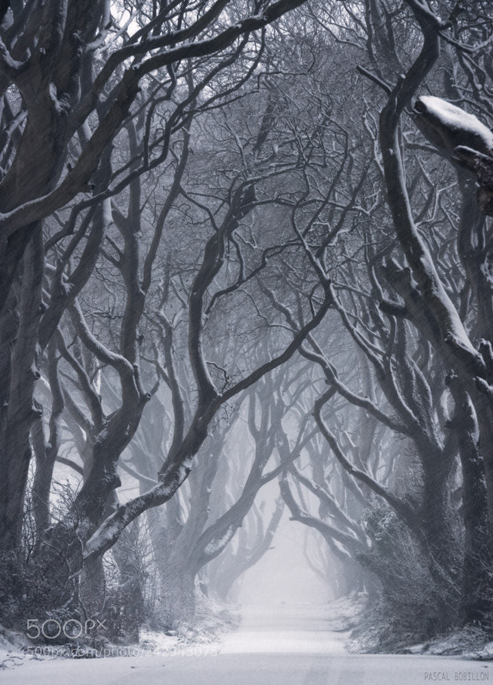 Nikon D800 sample photo. The dark hedges under photography