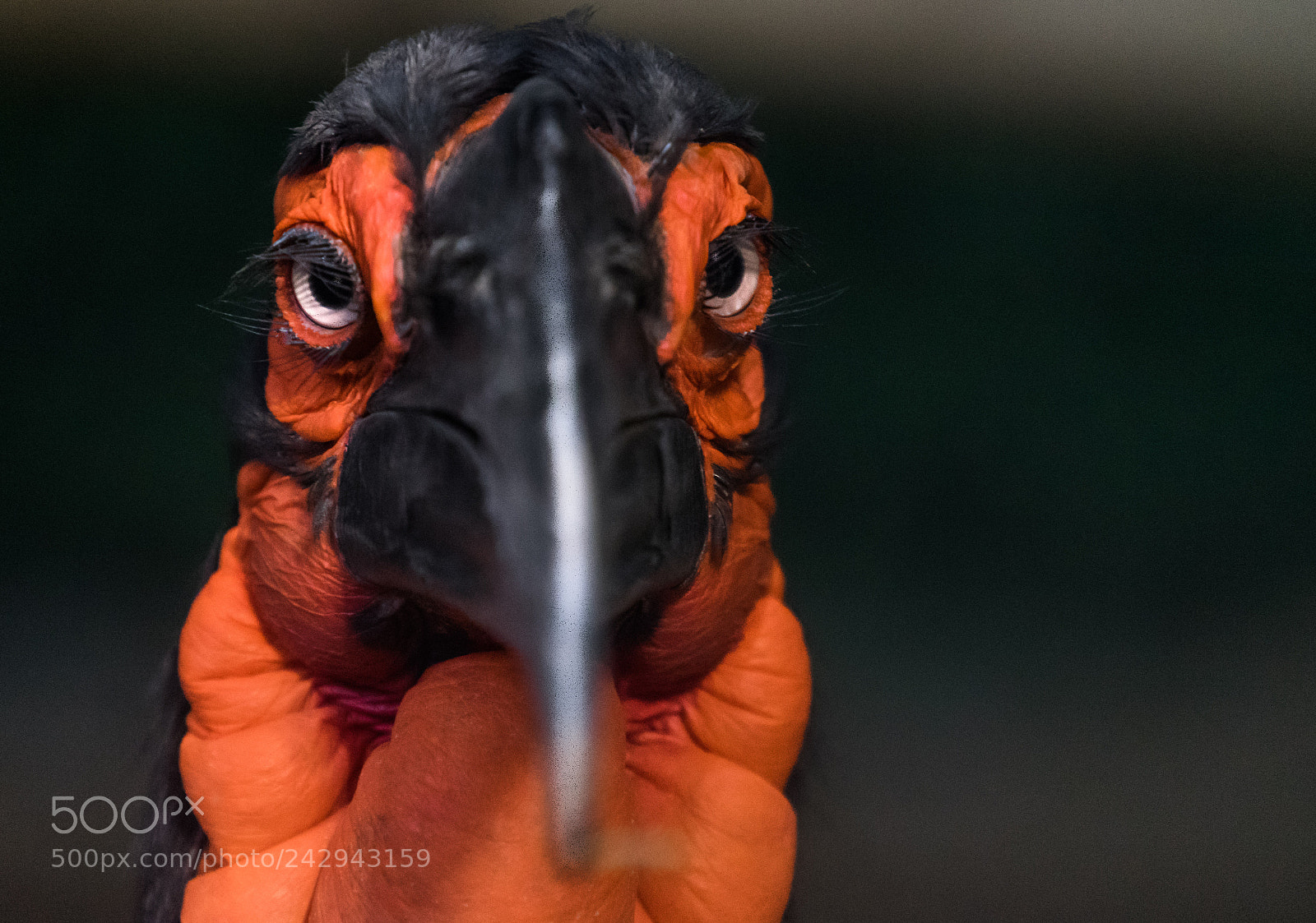 Sony a7 II sample photo. Red face photography