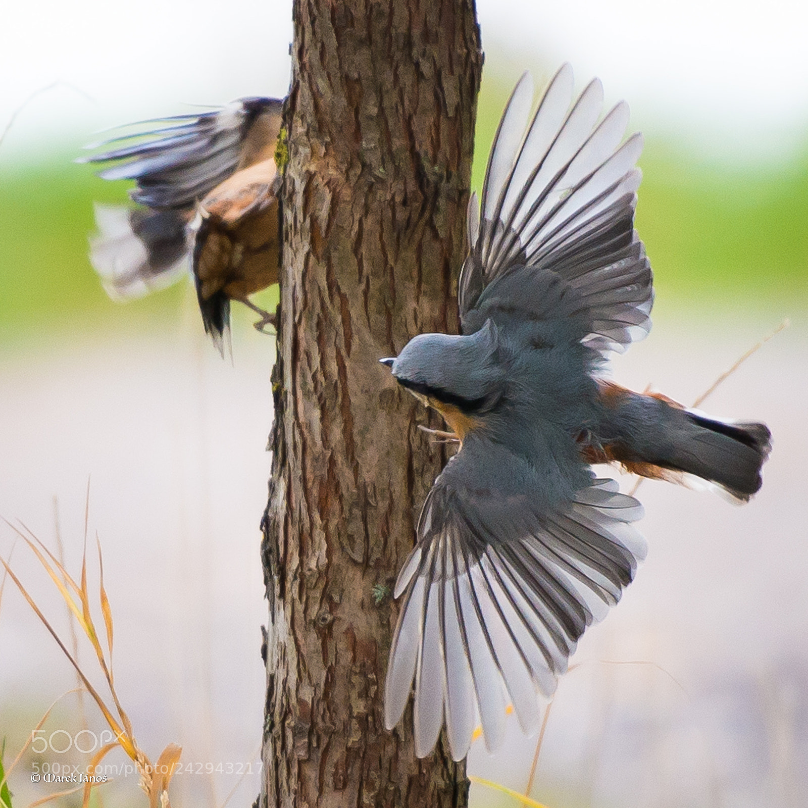 Nikon D800 sample photo. Hide and peek photography