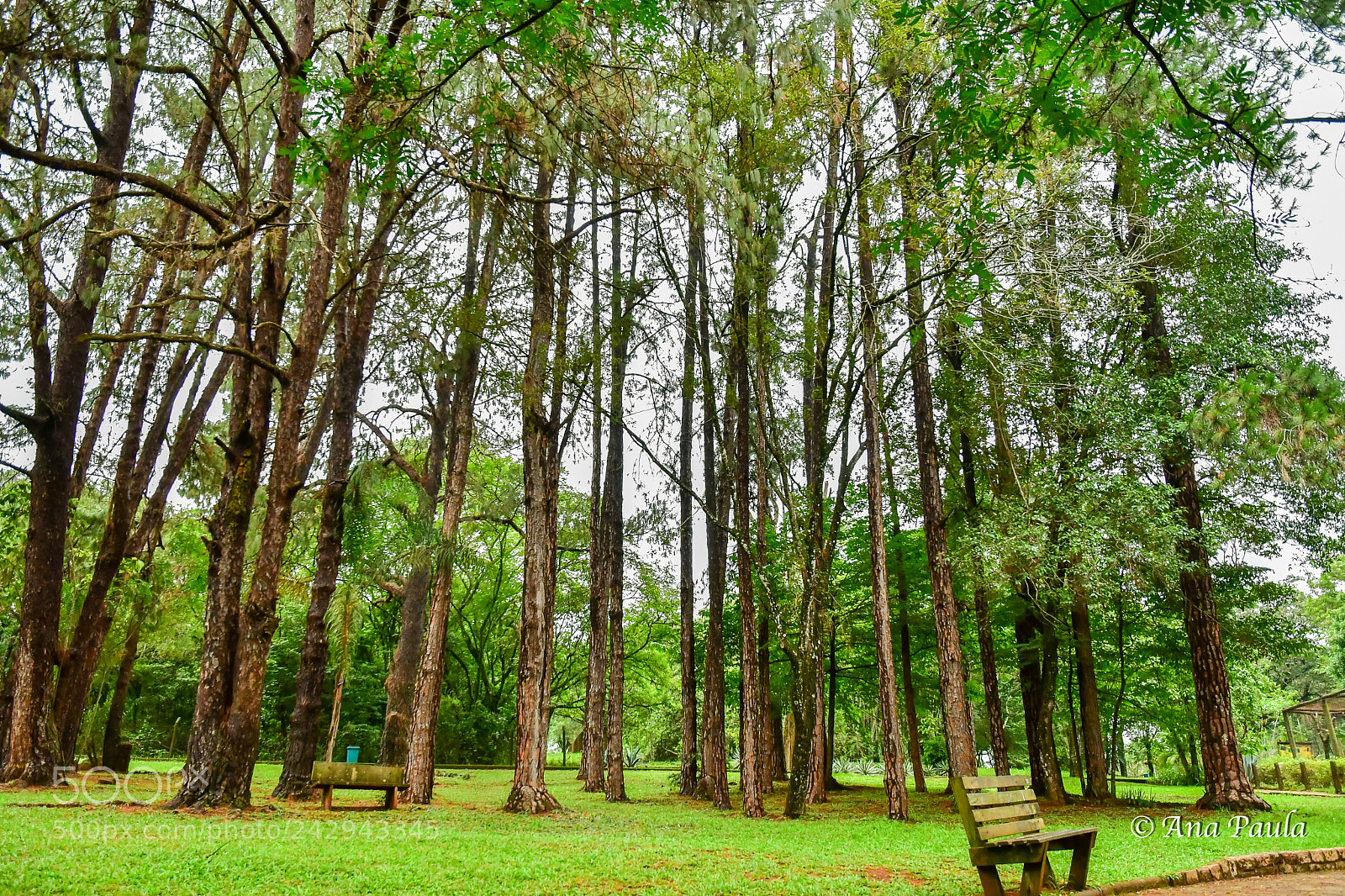 Nikon D500 sample photo. Forest photography
