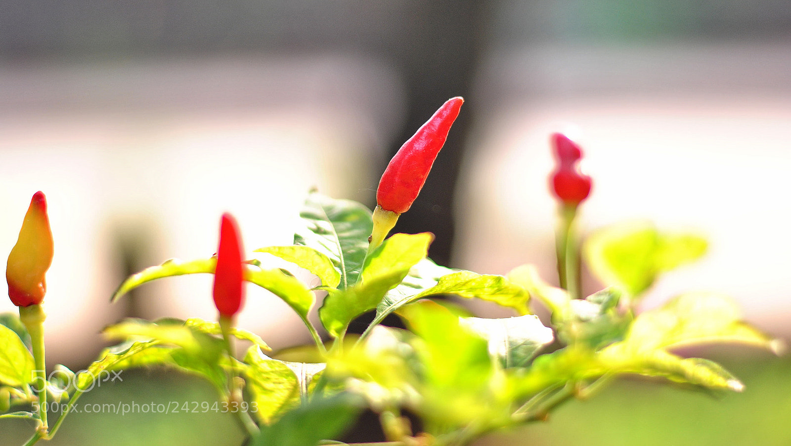 Nikon D3000 sample photo. Untitled photography