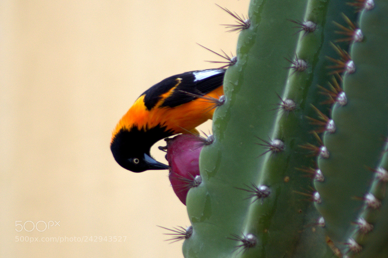 Nikon D5100 sample photo. Xexéu (cacicus cela) photography
