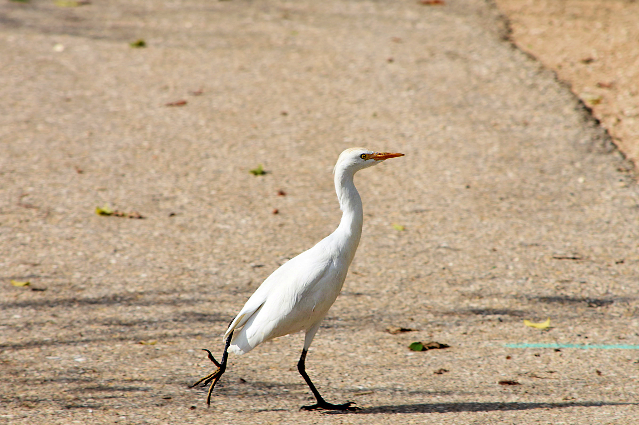 Nikon D7200 sample photo. Dsc photography