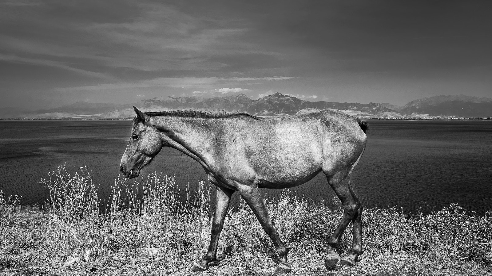 Nikon D800 sample photo. Albanian horse near shkoder photography