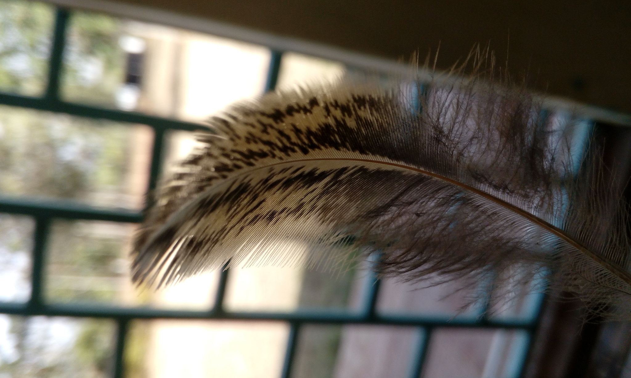 HTC DESIRE 626G+ DUAL SIM sample photo. Feather in hand photography