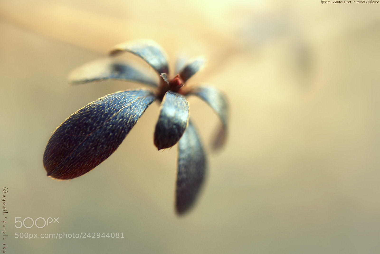 Nikon AF-S Micro-Nikkor 60mm F2.8G ED sample photo. A frosty morn * photography