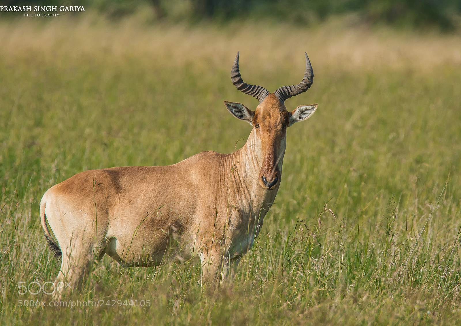 Nikon D800E sample photo. Hartebeest photography