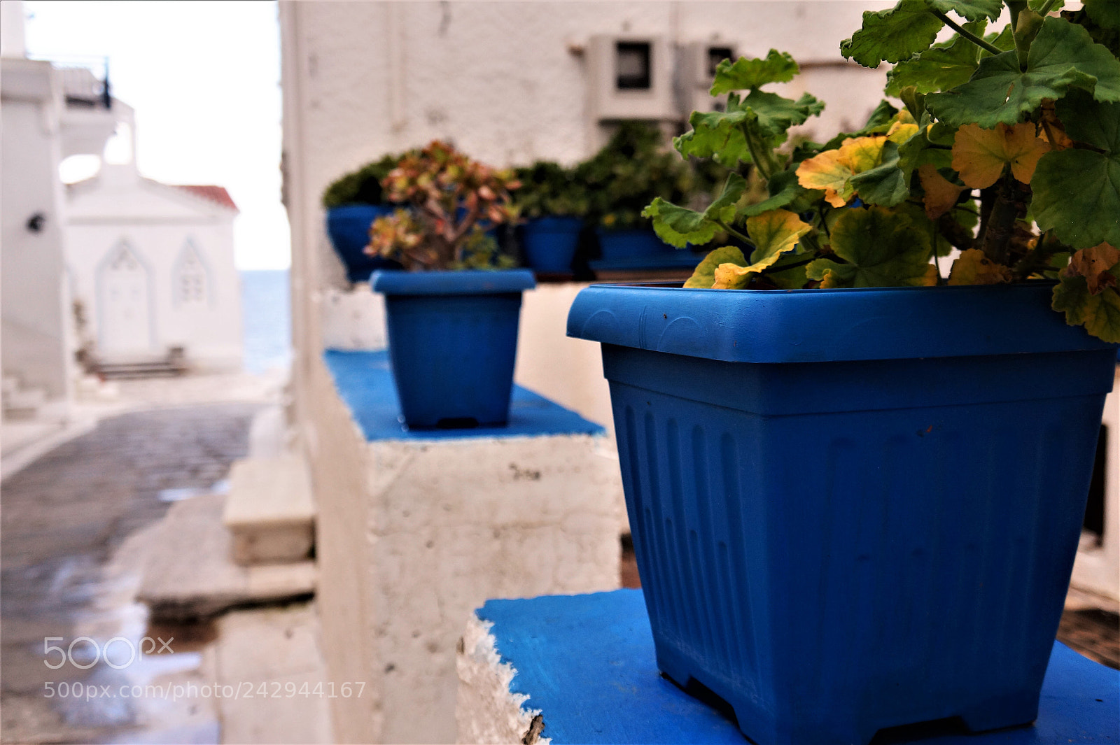 Sony Alpha a3000 sample photo. Flowers photography