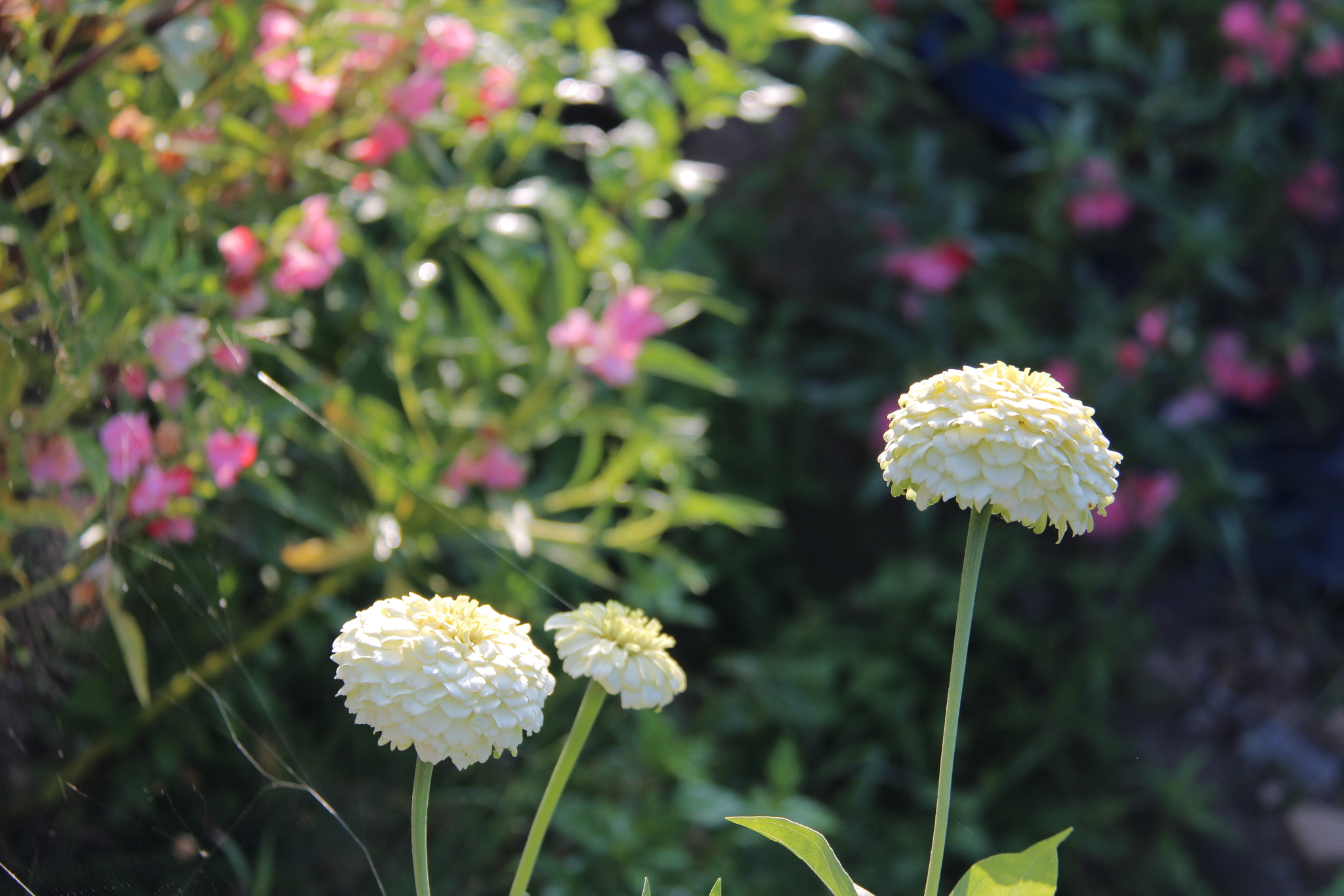 Canon EF-S 18-200mm F3.5-5.6 IS sample photo. Img photography