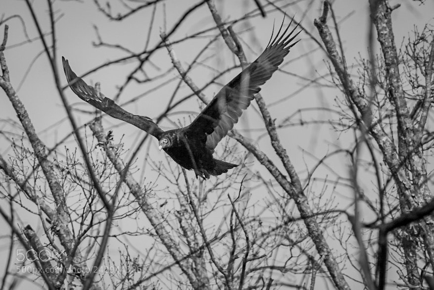 Nikon D3400 sample photo. Soaring vulture photography
