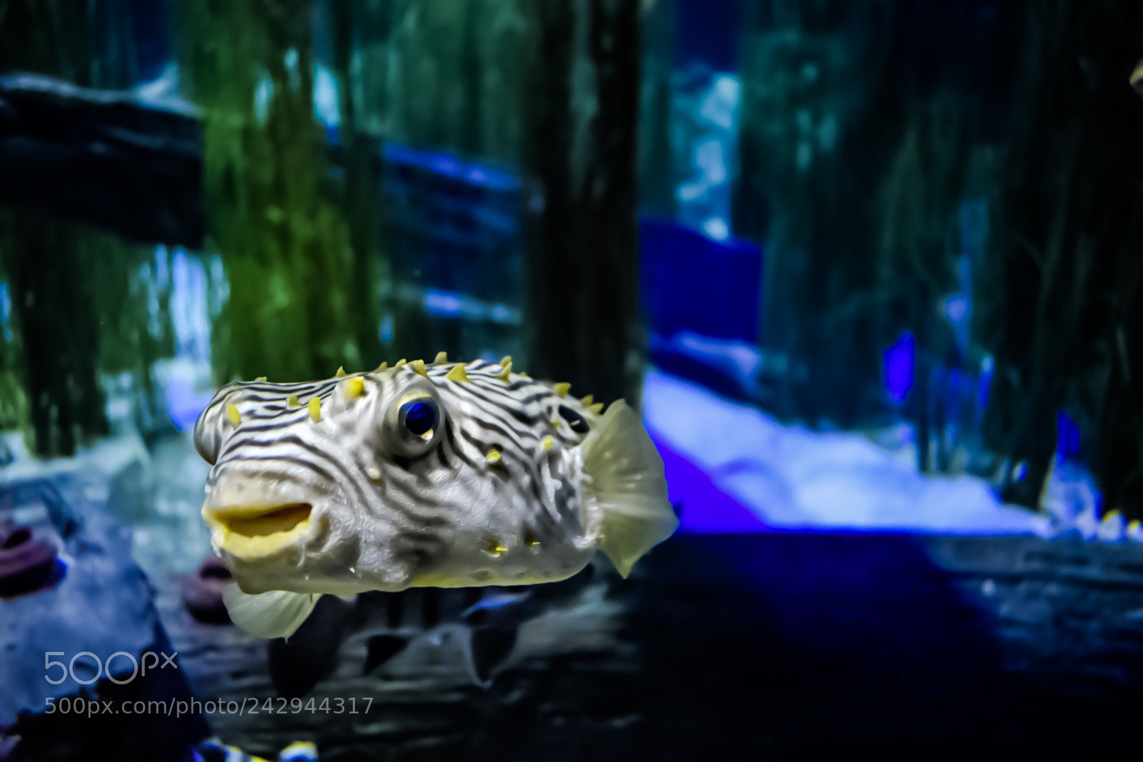 Nikon D3400 sample photo. Happy puffer photography