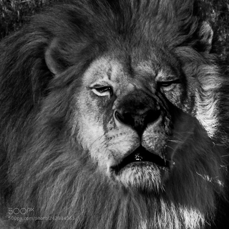 Nikon D3400 sample photo. King of the savannah photography