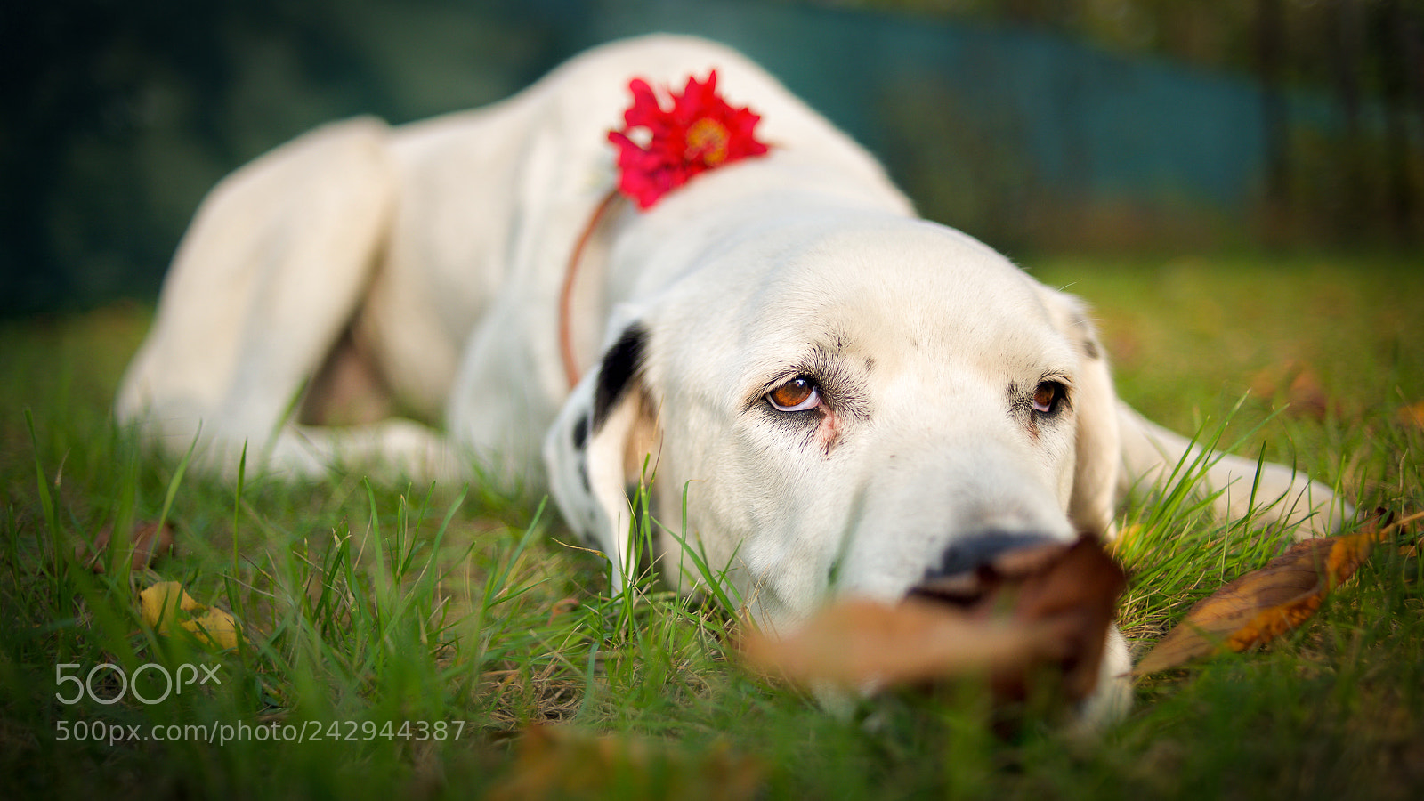 Nikon D800 sample photo. Akira the dogo argentino photography