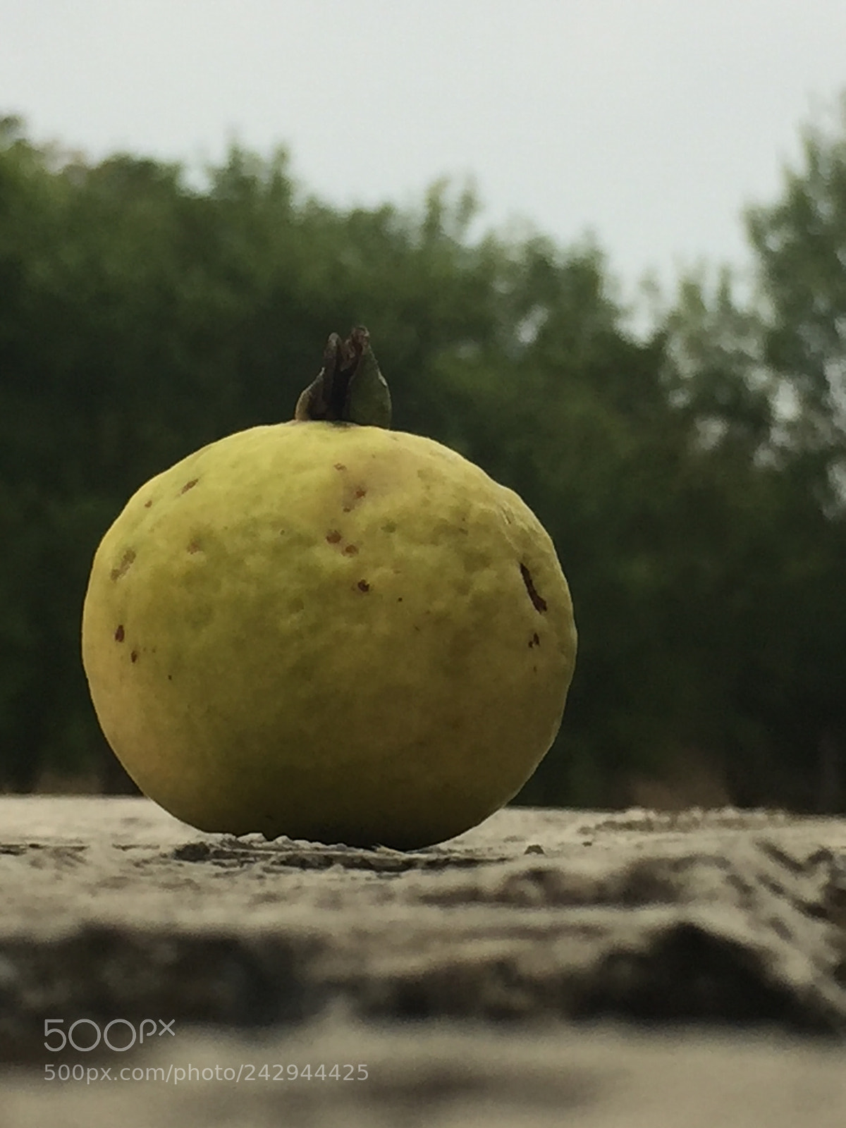 Apple iPhone 6 sample photo. A delicious guava photography