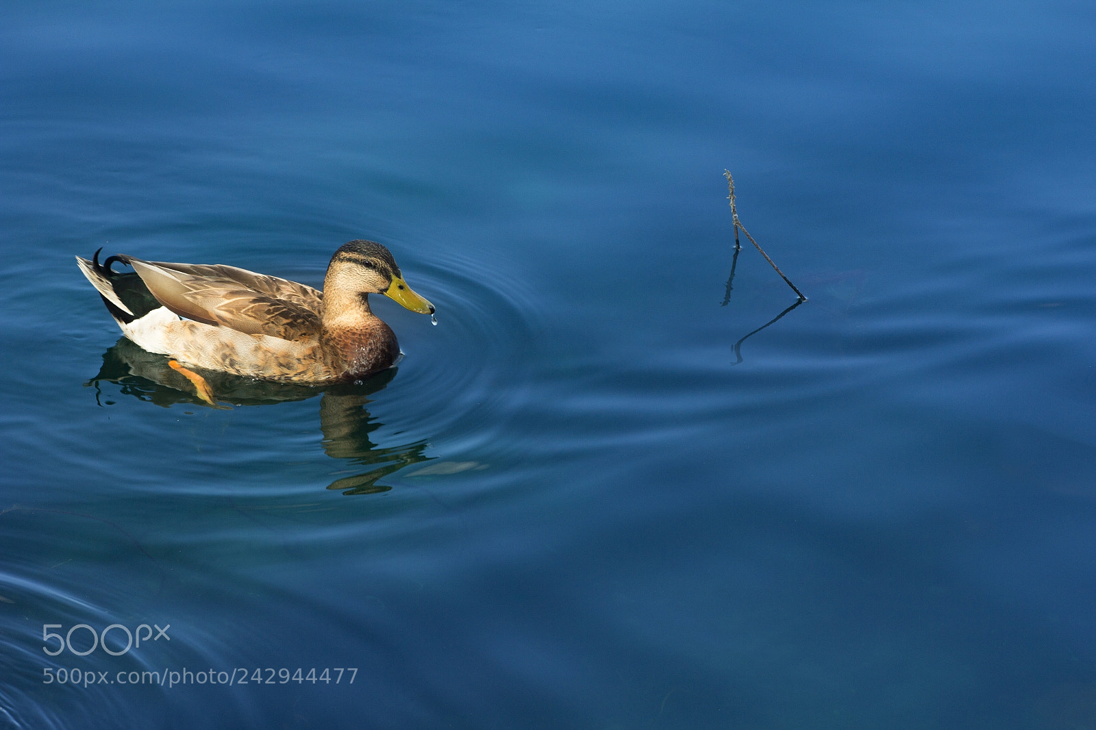 Canon EOS 60D sample photo. Red duck photography