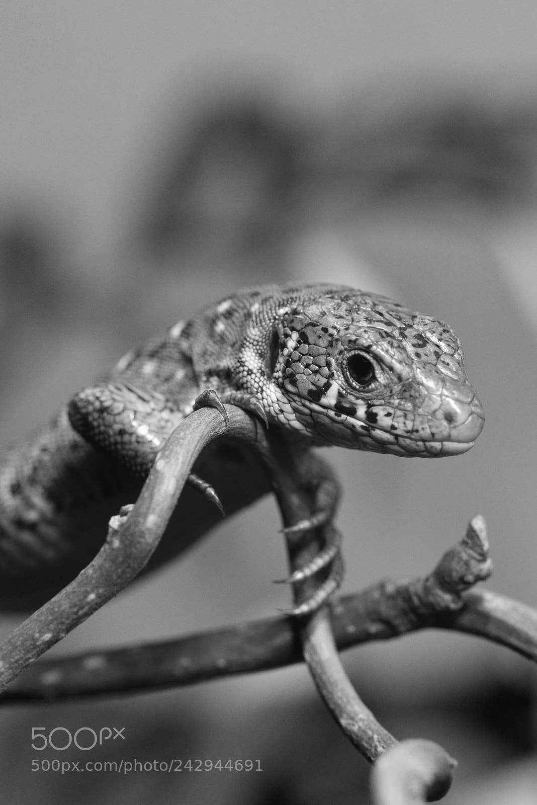 Pentax K-3 II sample photo. Green lizard / smaragdeidechse photography