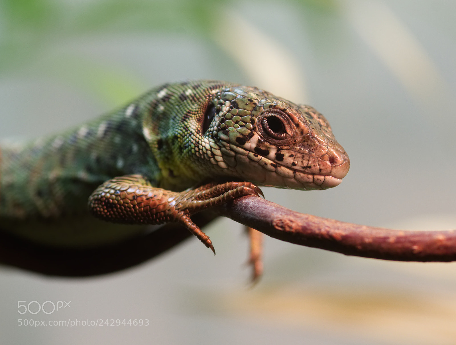 Pentax K-3 II sample photo. Green lizard / smaragdeidechse photography