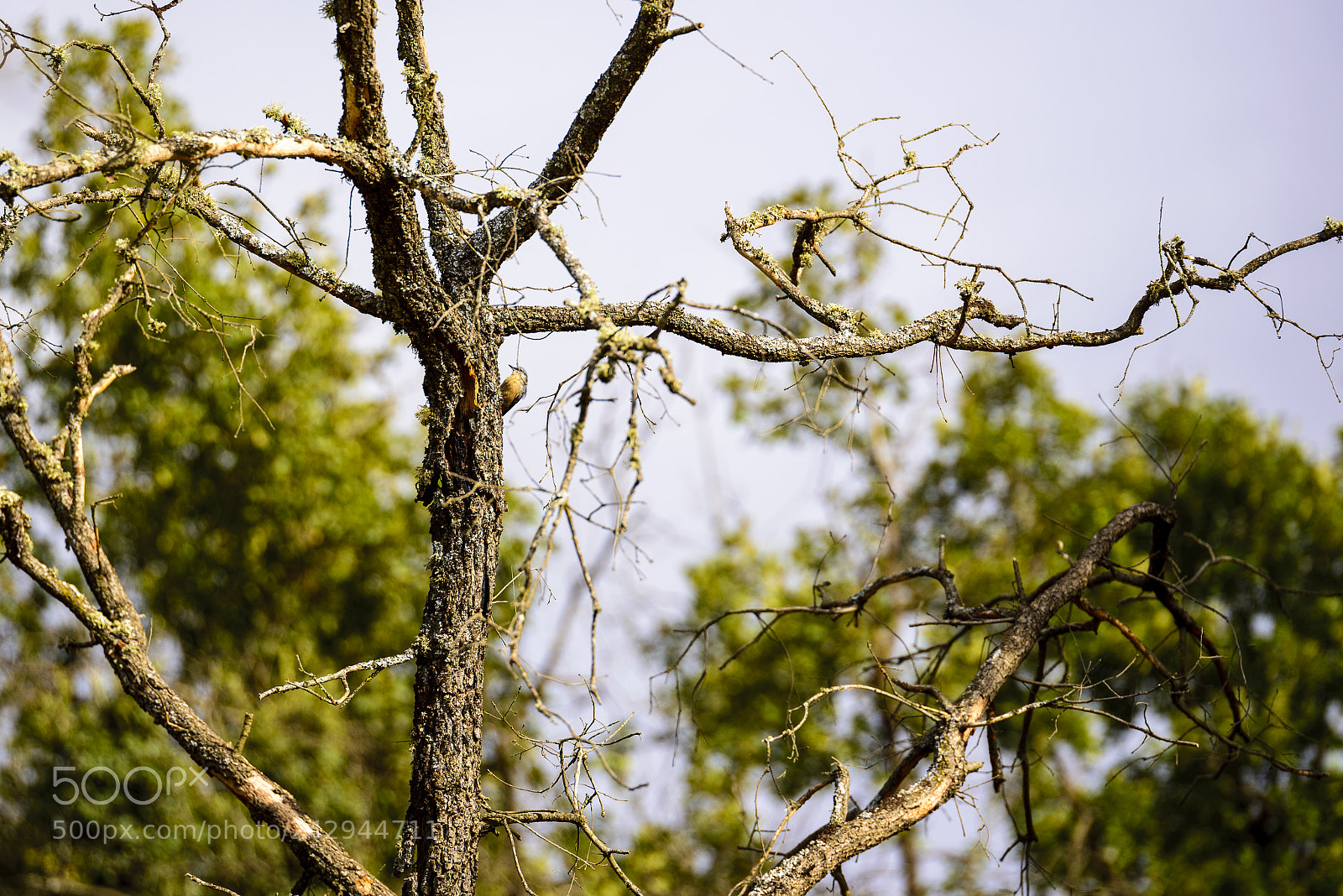 Nikon D610 sample photo. Bird photography
