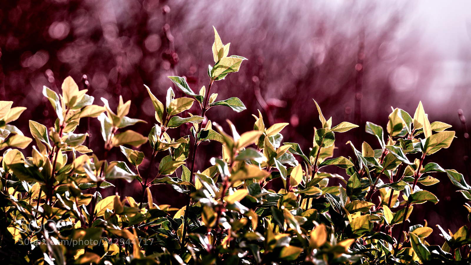 Sony SLT-A99V sample photo. Purple winter photography