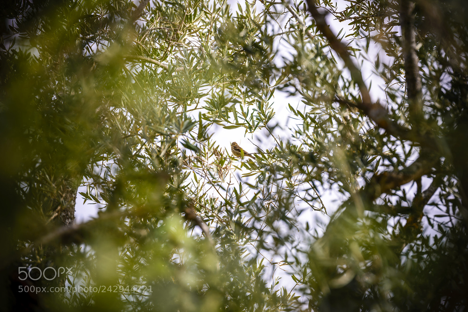 Nikon D610 sample photo. Bird between leafs photography