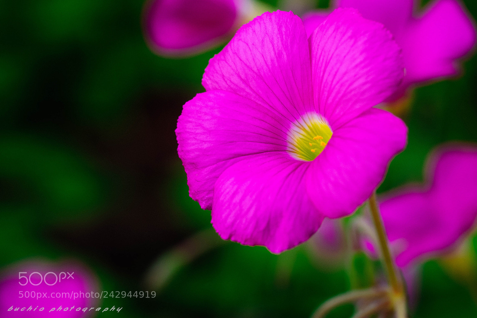 Olympus OM-D E-M1 sample photo. Oxalis photography