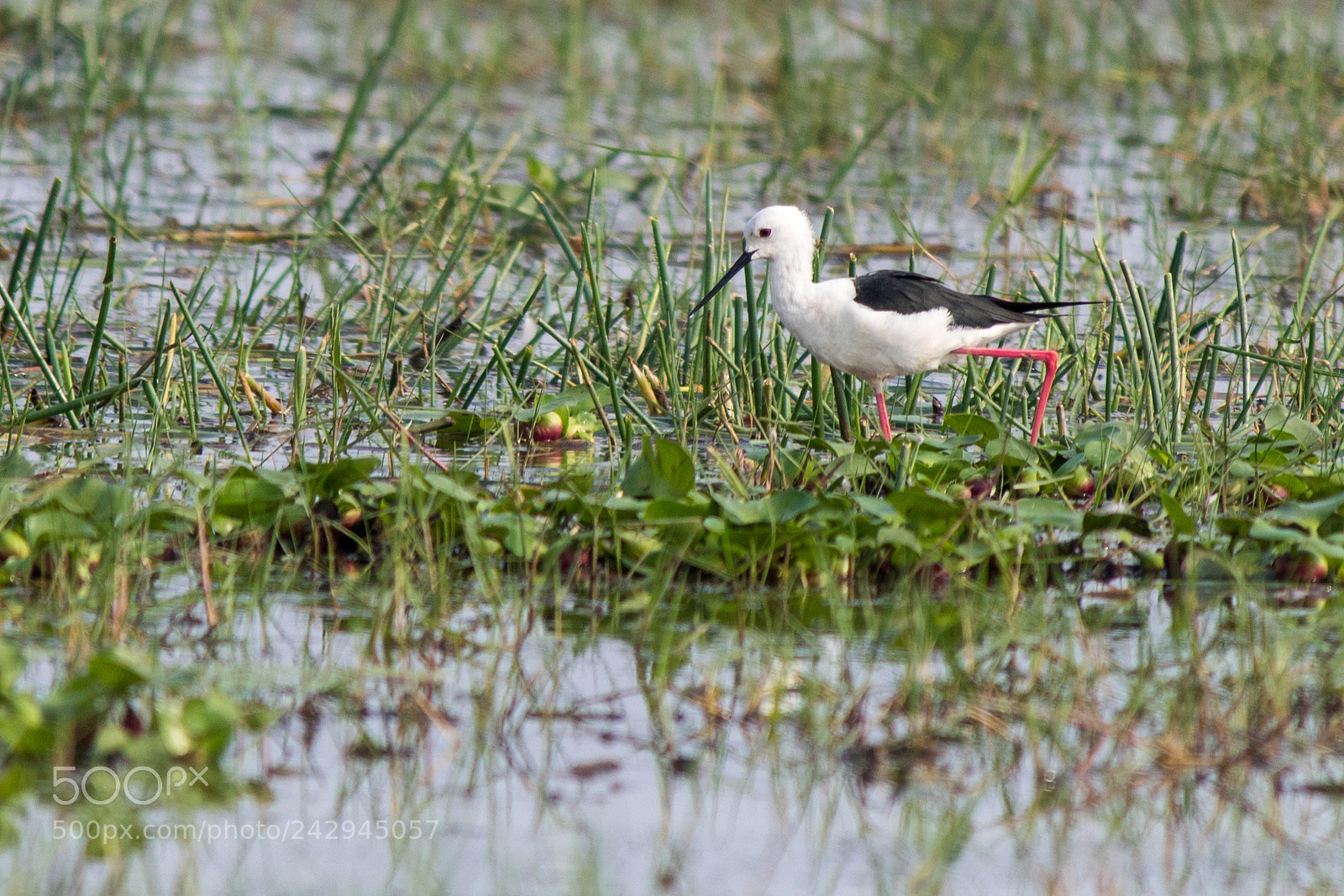 Canon EOS 1300D (EOS Rebel T6 / EOS Kiss X80) sample photo. Black winged stlit photography