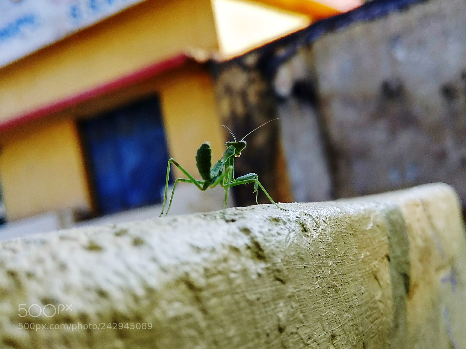 Xiaomi Redmi Note 4 sample photo. He is getting very photography