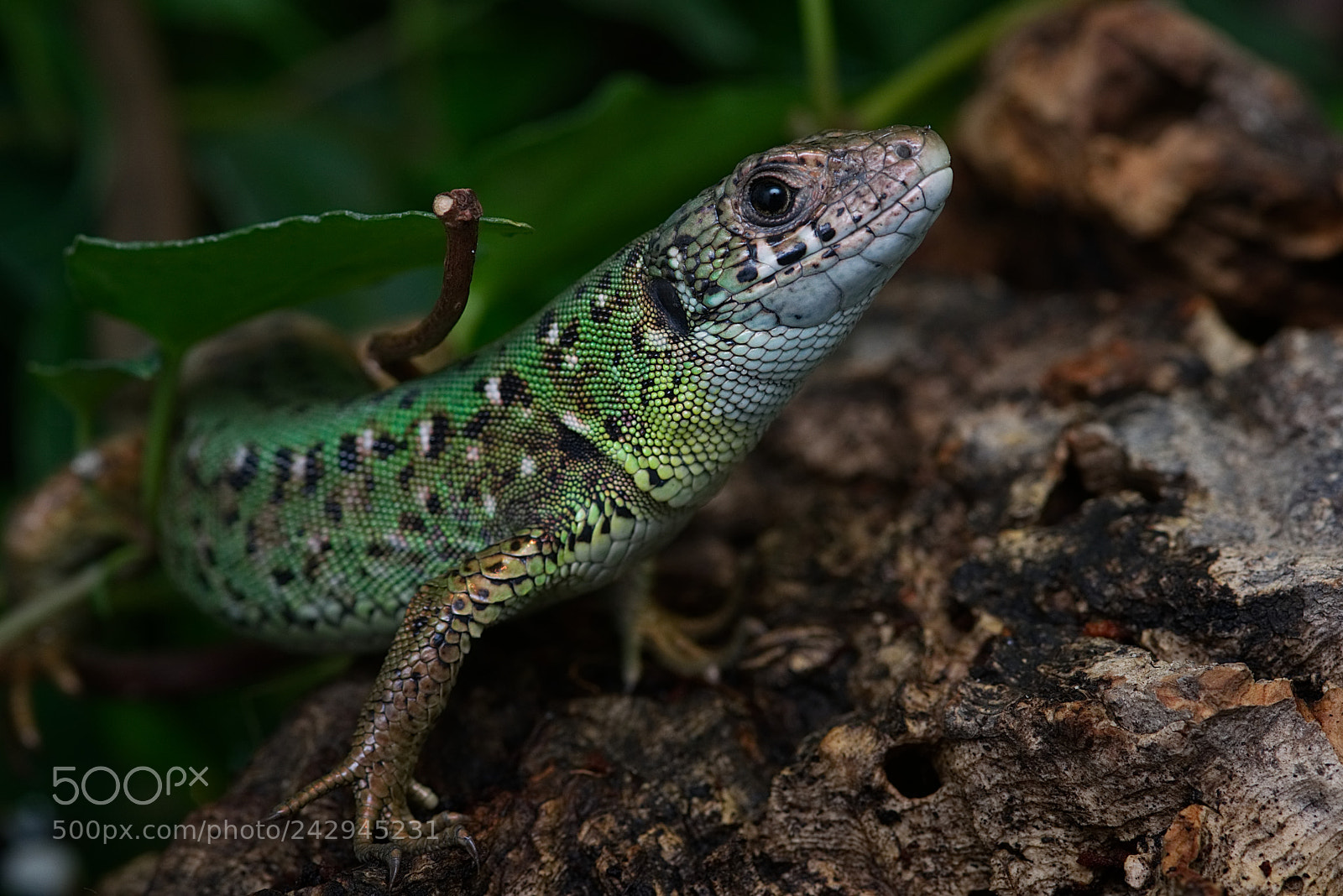 Pentax K-3 II sample photo. Green lizard / smaragdeidechse photography