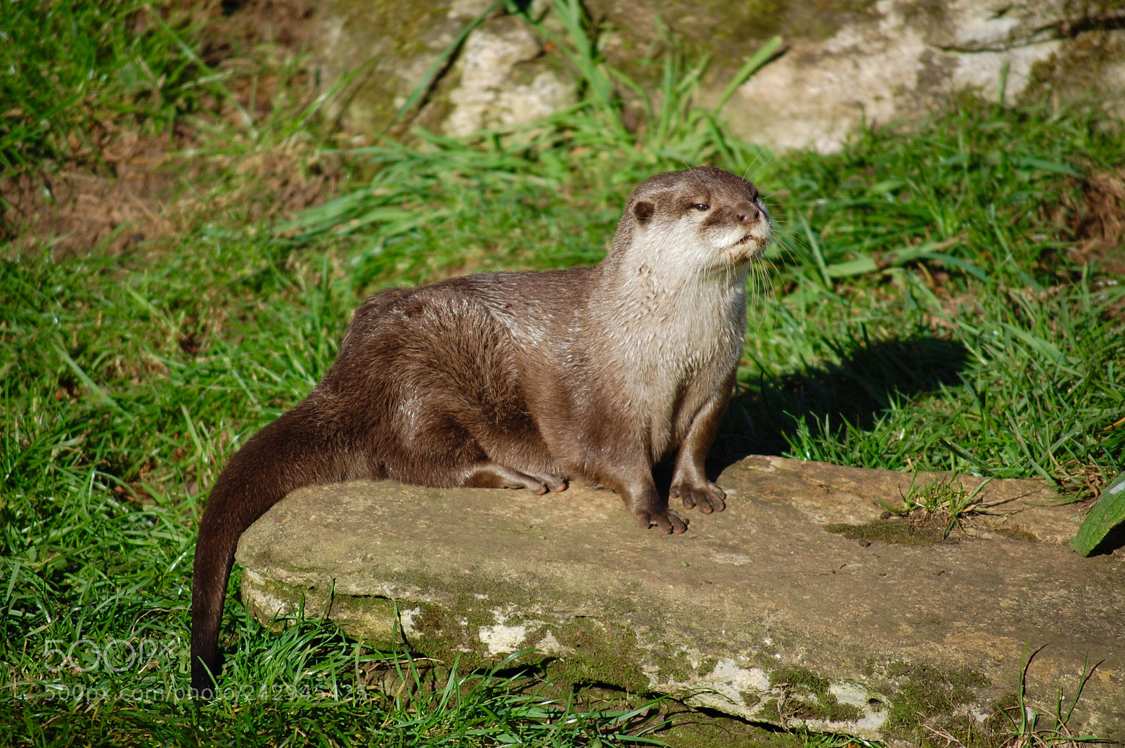 Nikon D40 sample photo. Lovely otter at whipsnade photography