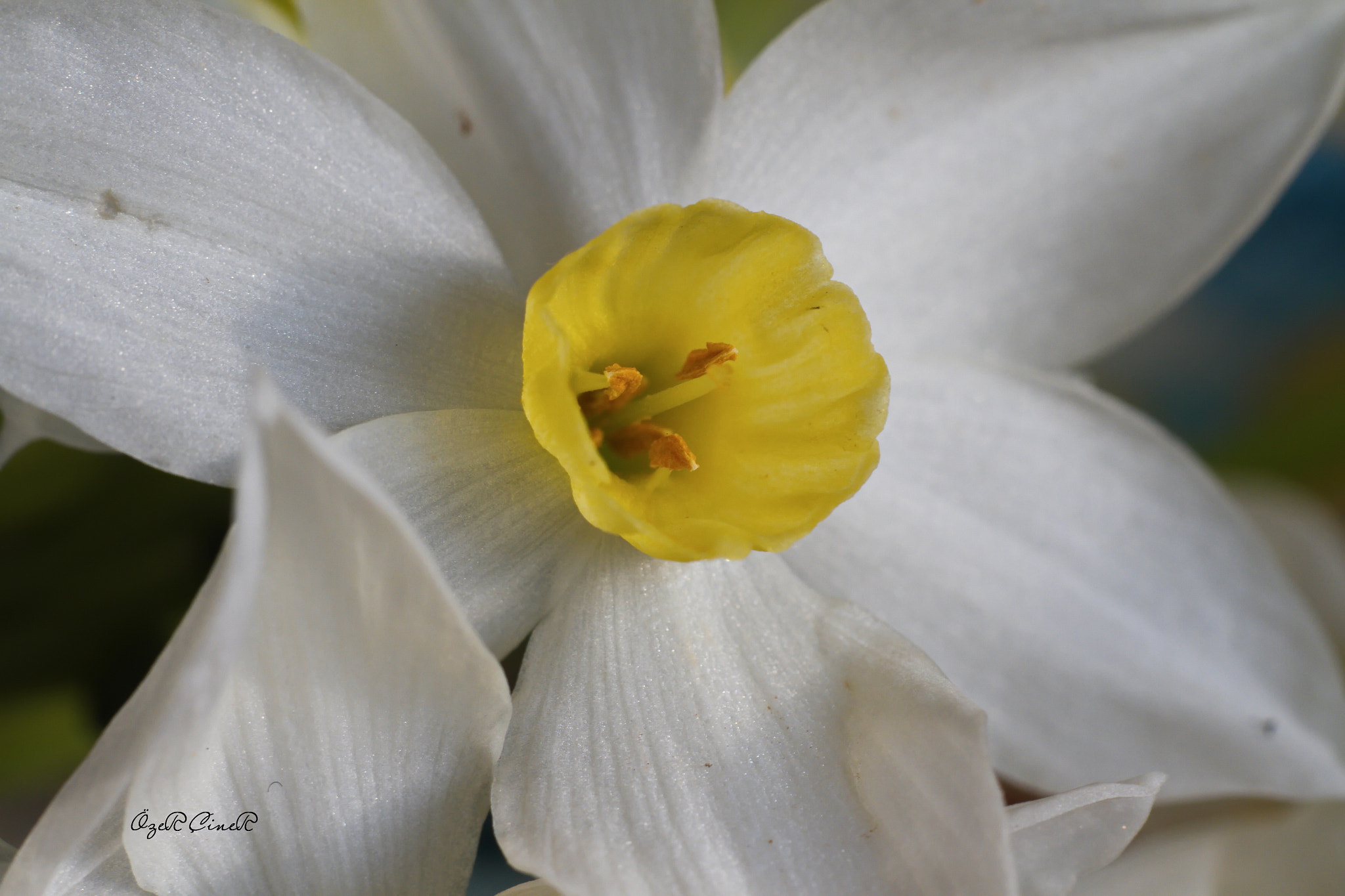 Canon EF 100mm F2.8L Macro IS USM sample photo. Close up photography