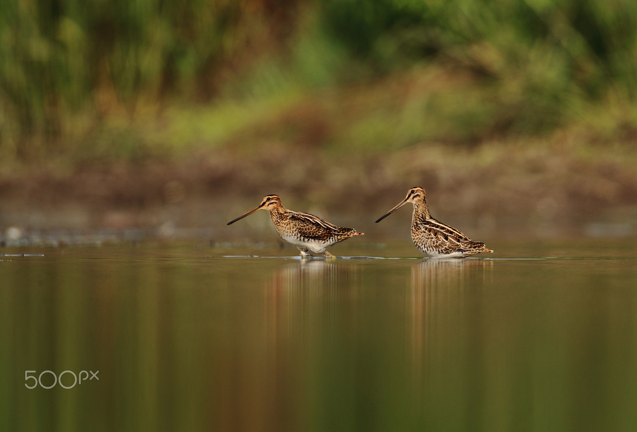 Two snipes on the lake