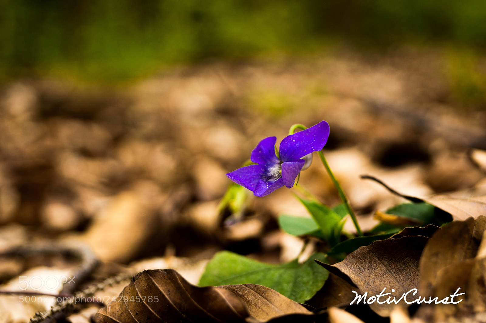 Sony SLT-A65 (SLT-A65V) sample photo. Allein unter vielen anderen photography