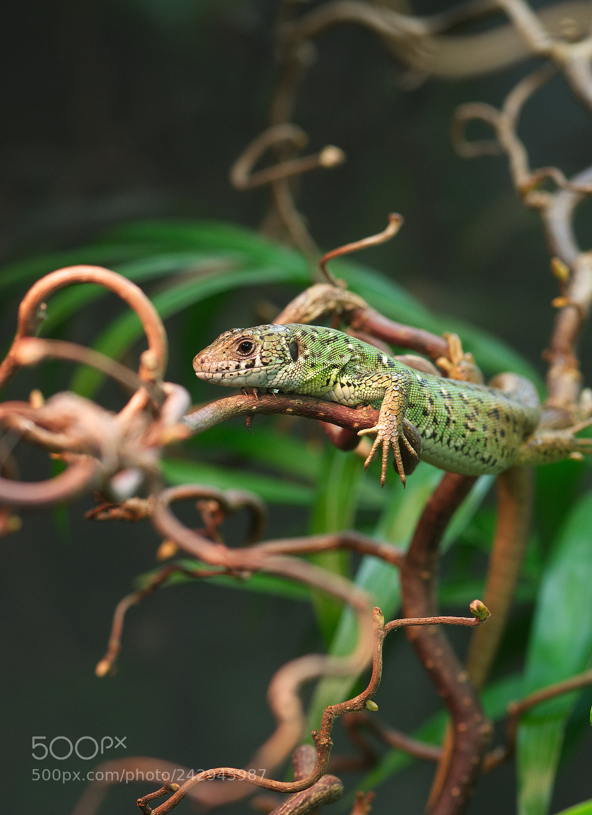 Pentax K-3 II sample photo. Green lizard / smaragdeidechse photography