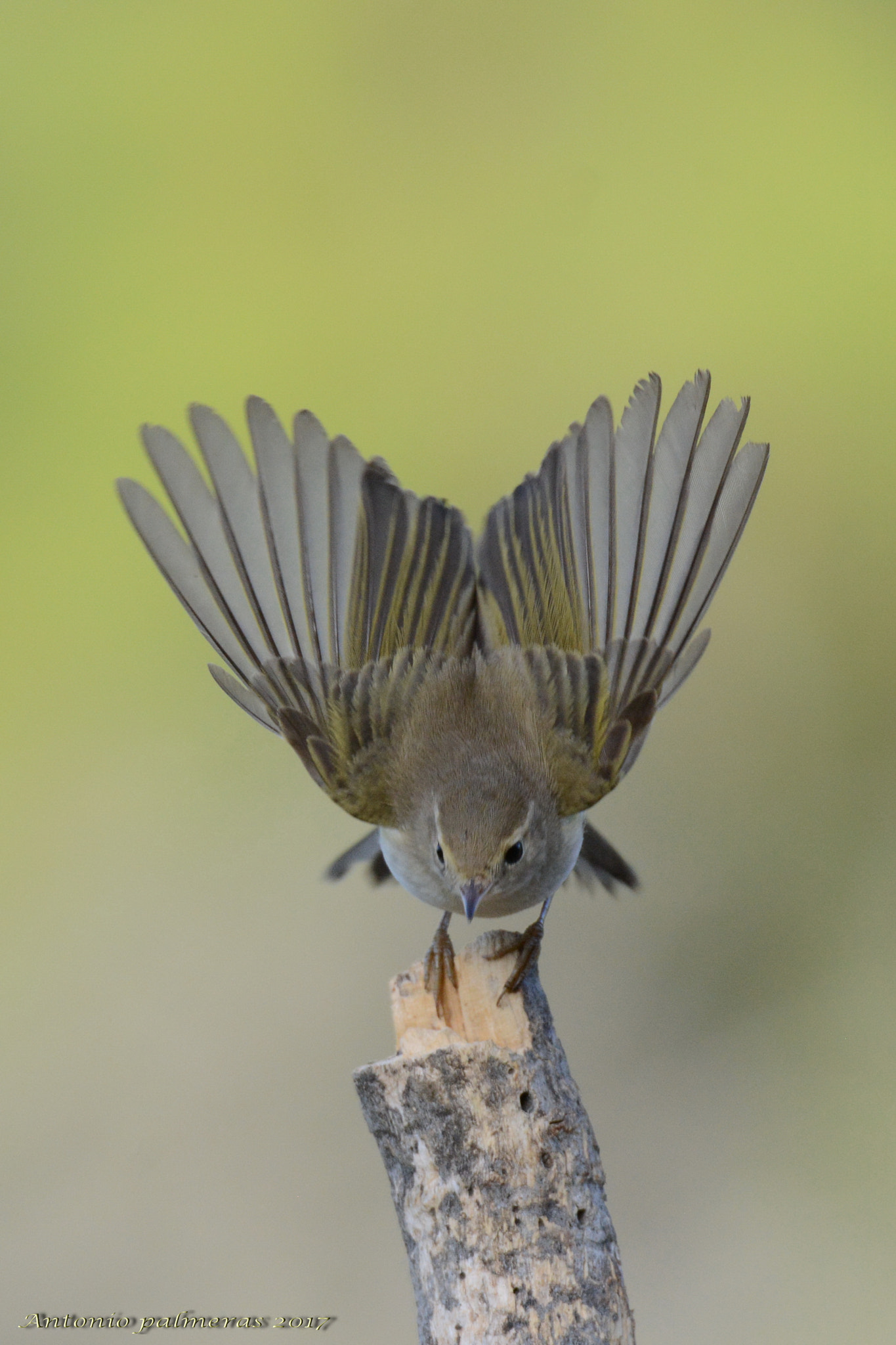 Sigma 150-600mm F5-6.3 DG OS HSM | S sample photo. Despegue photography
