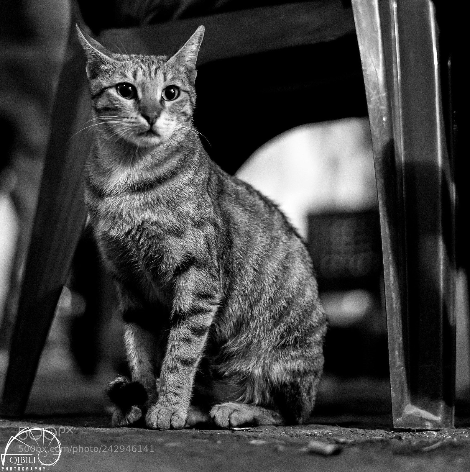 Sony a7 II sample photo. Here kitty kitty photography