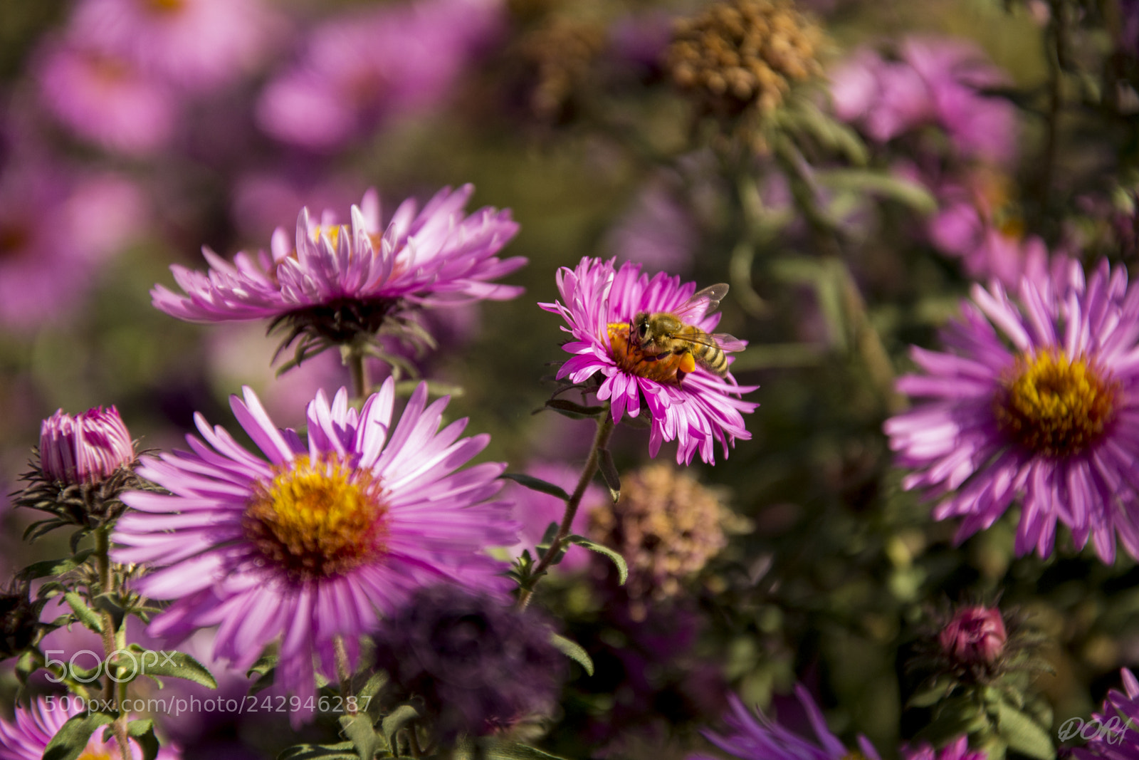Nikon D3100 sample photo. Bee photography