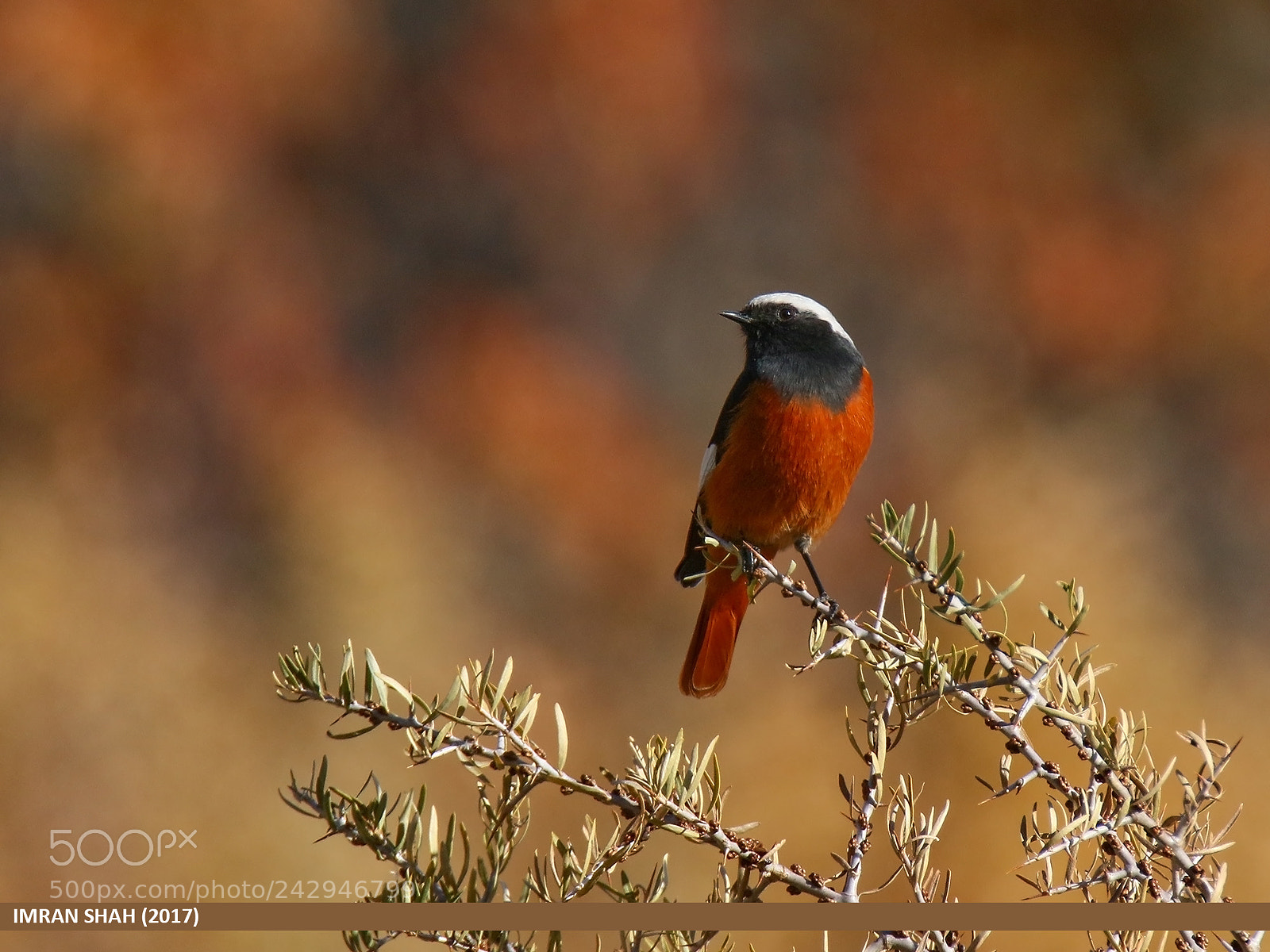 Canon EOS 7D Mark II sample photo. White-winged redstart (phoenicurus erythrogastrus) photography