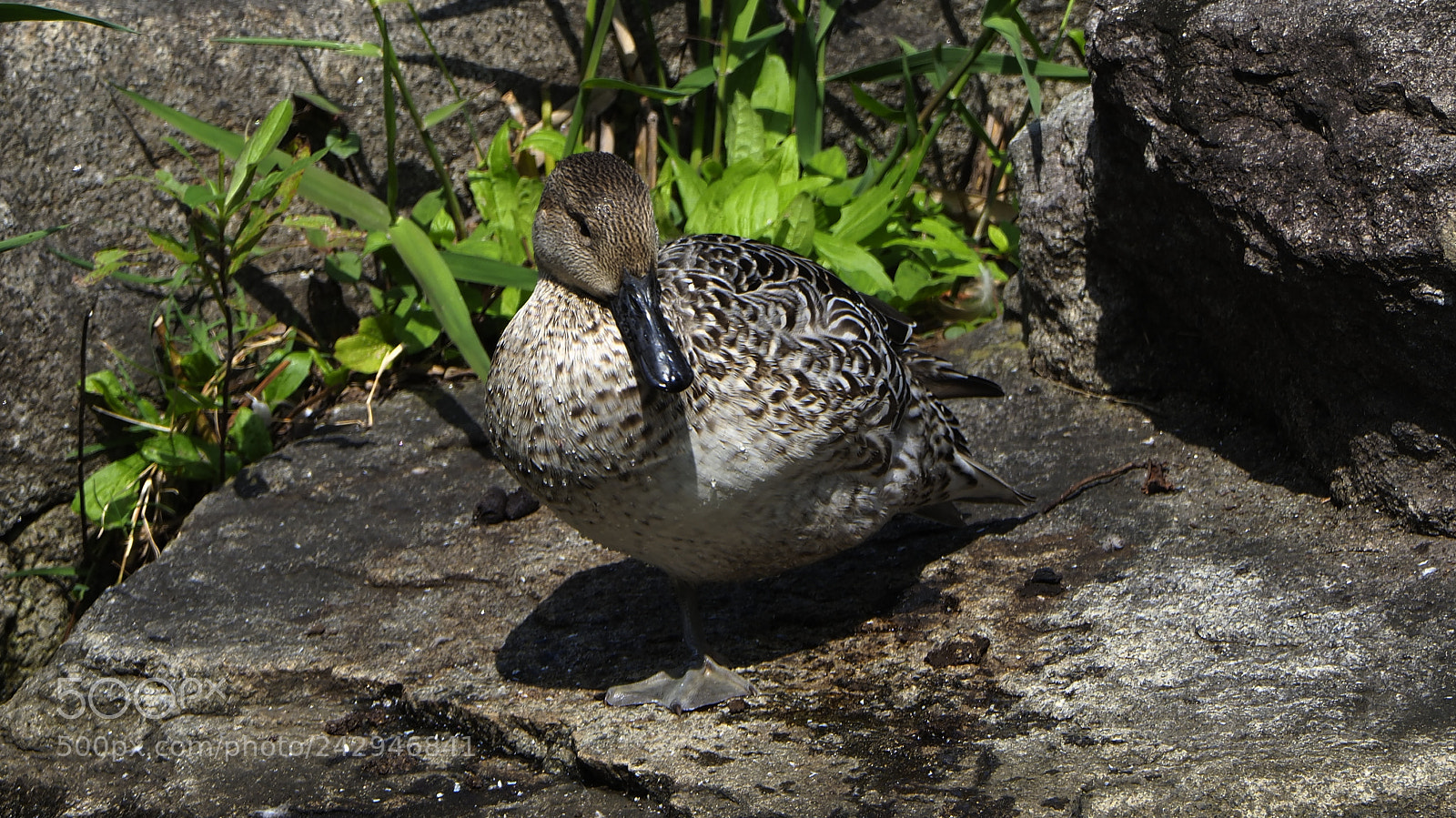 Olympus OM-D E-M1 Mark II sample photo. Raise one foot photography