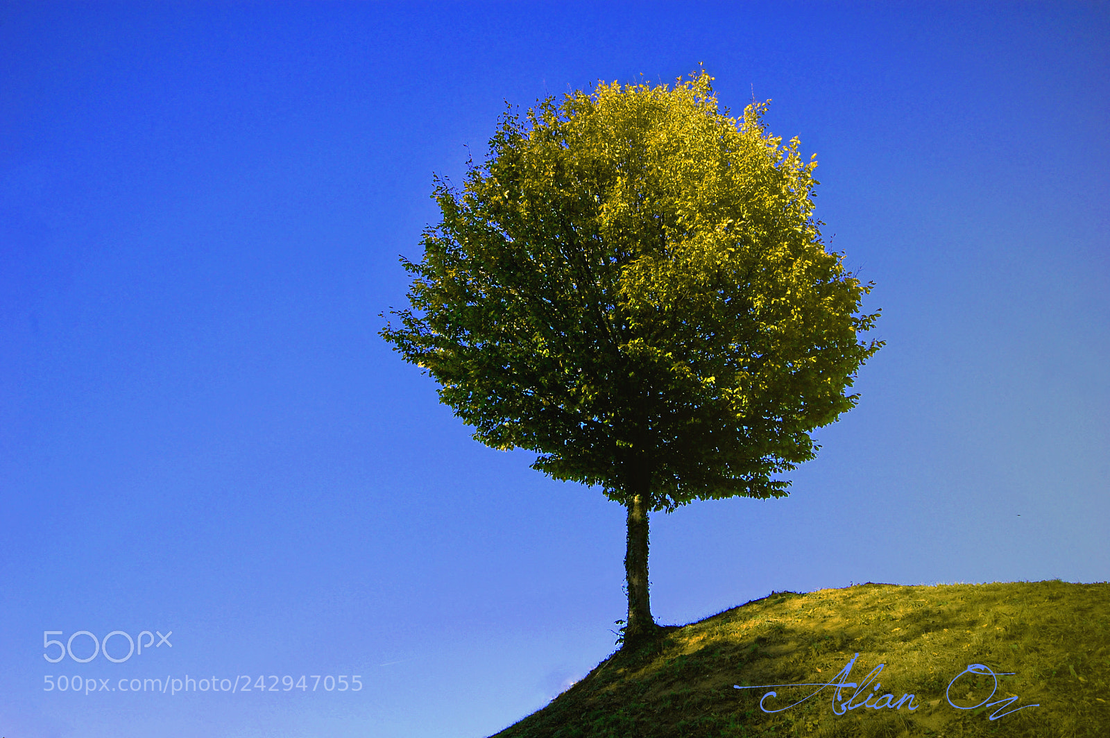 Nikon D40 sample photo. Oz single tree photography