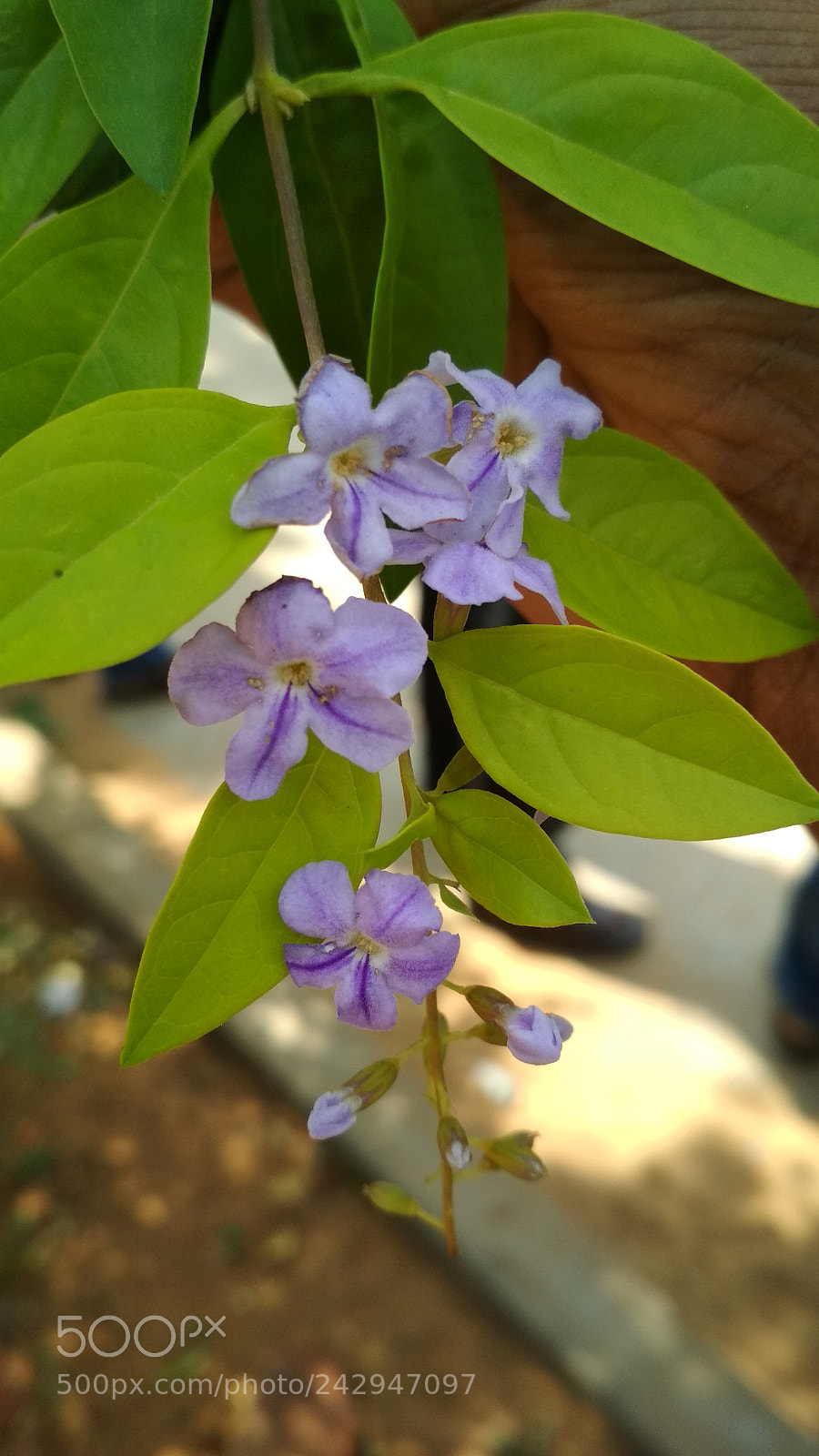 Xiaomi Redmi 4 Pro sample photo. Untitled photography