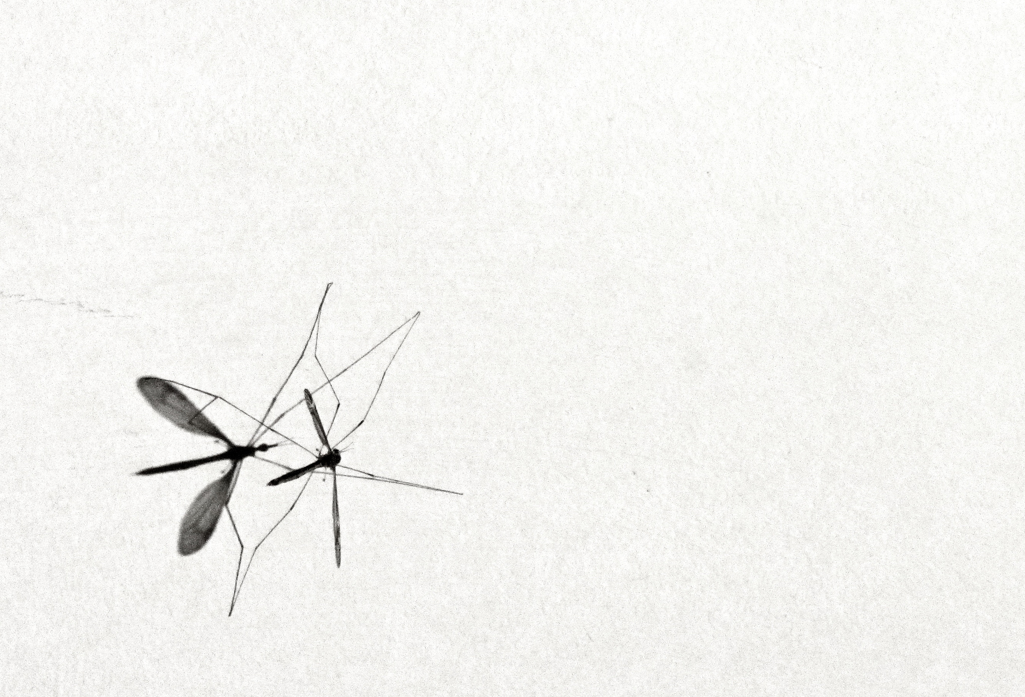 Canon PowerShot SX220 HS sample photo. Mosquito shadow photography
