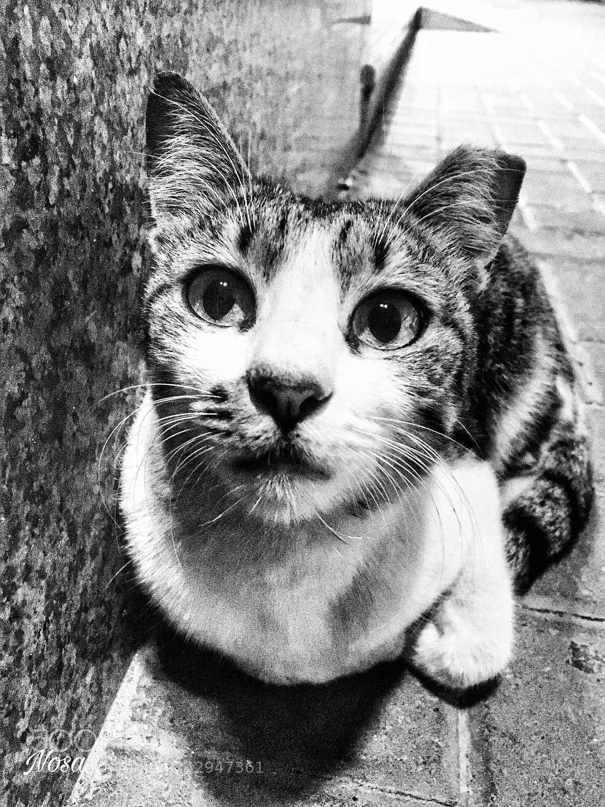 Apple iPhone 6s sample photo. Half ear meow photography