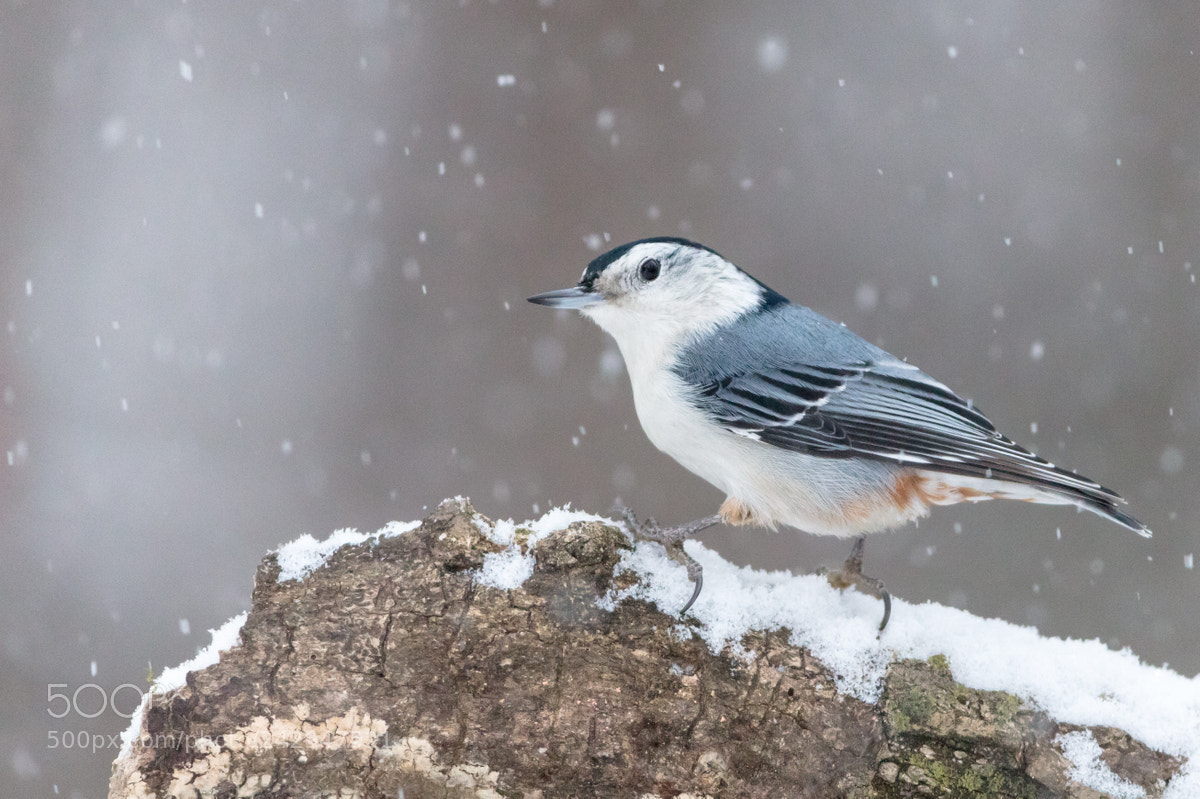 Canon EOS 5DS R sample photo. White-breasted nuthatch photography