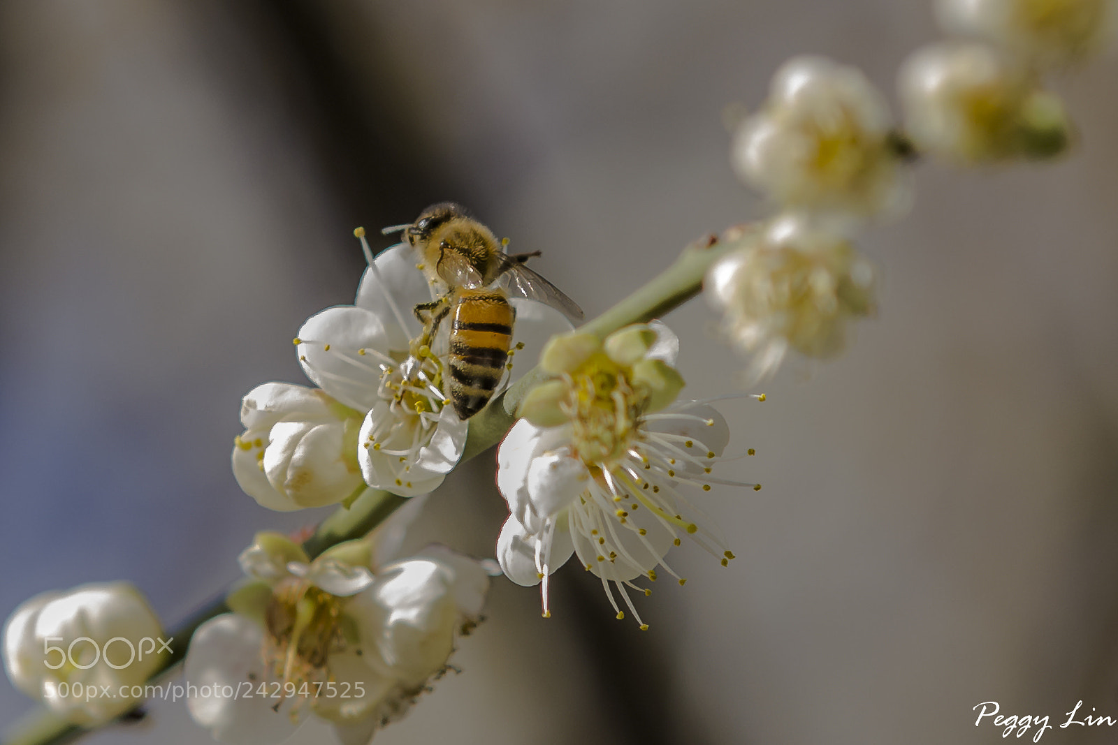 Canon EOS 60D sample photo. Untitled photography