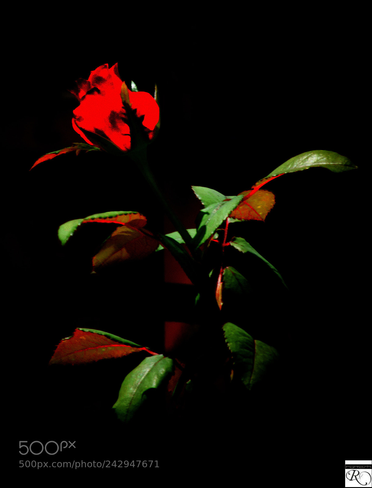 Nikon D3200 sample photo. Rose photography