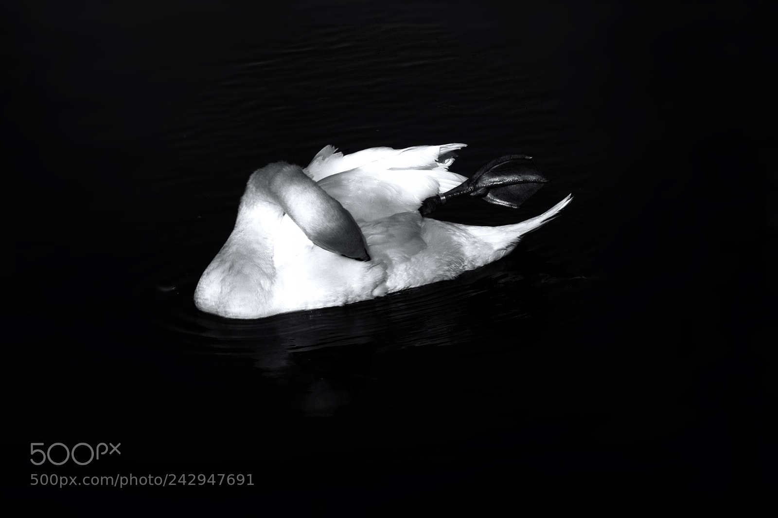 Nikon D5000 sample photo. The swan photography