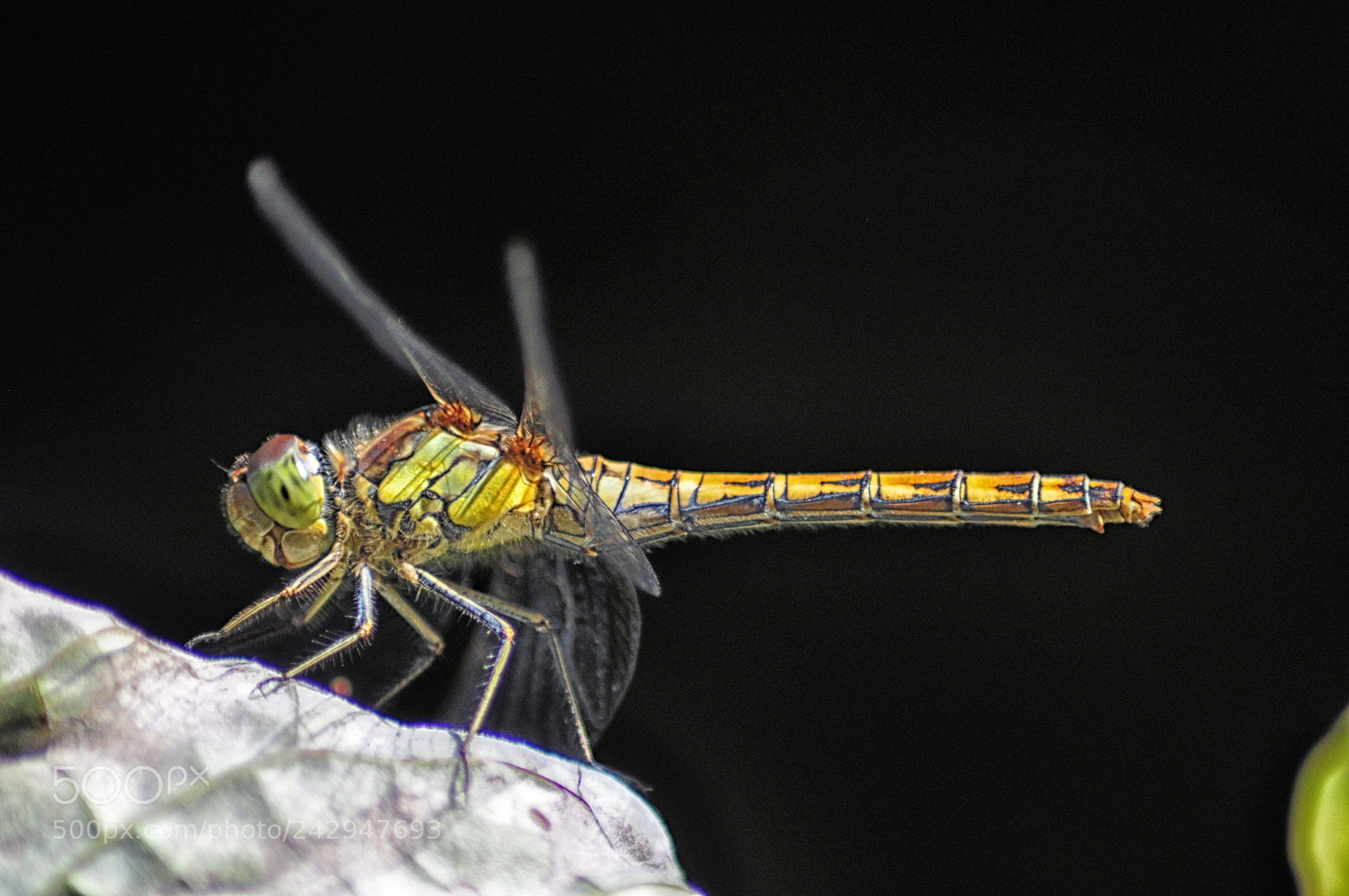 Nikon D5000 sample photo. The dragonfly photography