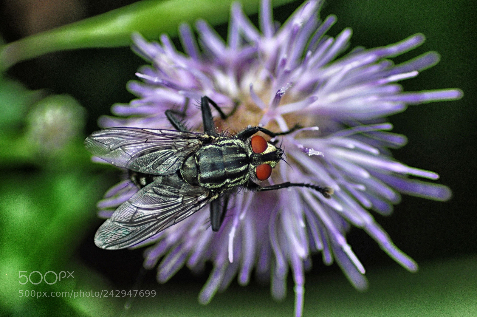 Nikon D5000 sample photo. The_fly.jpg photography