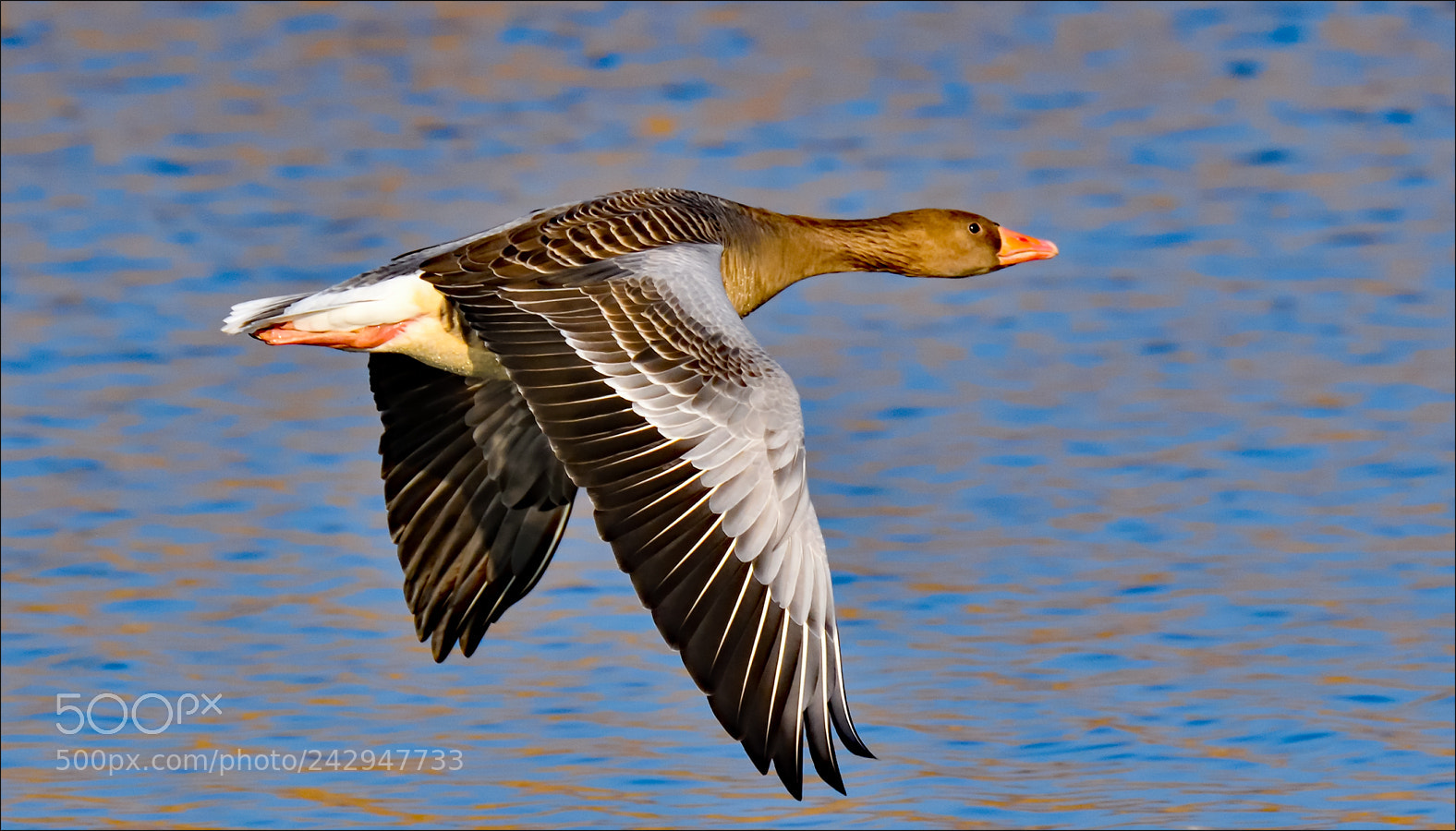 Nikon D500 sample photo. Flying photography